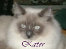 Kater